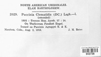 Puccinia clematidis image